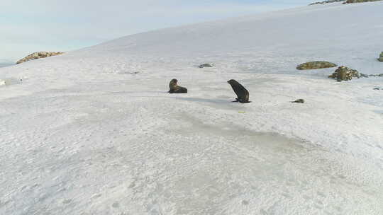 毛皮海豹家族在雪地上奔跑视频素材模板下载