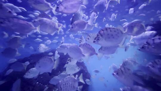 深海鱼群实拍视频素材模板下载