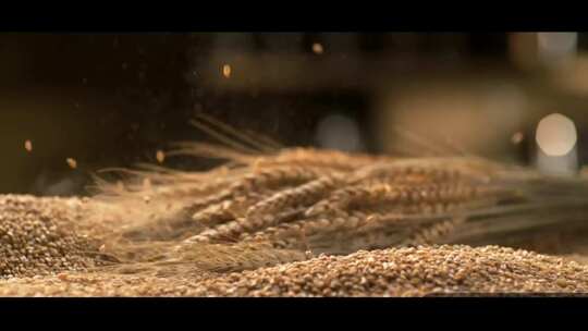 小麦高粱黄豆大豆白酒酿制生产原料视频素材