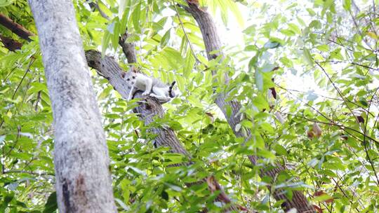 一只白色流浪虎斑猫从树上爬下来