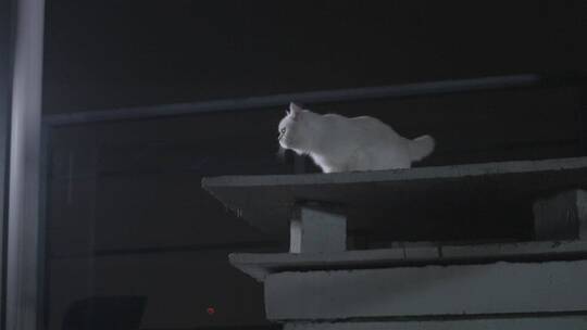 夜晚屋檐上的白猫