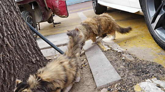 长毛猫咪蹲坐侧视图