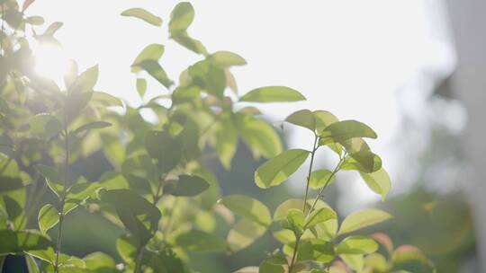 自然绿植下的树叶花朵 阳光舒适 4K实拍素材视频素材模板下载