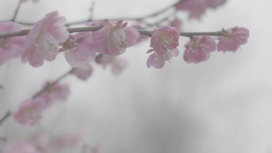 腊梅梅花