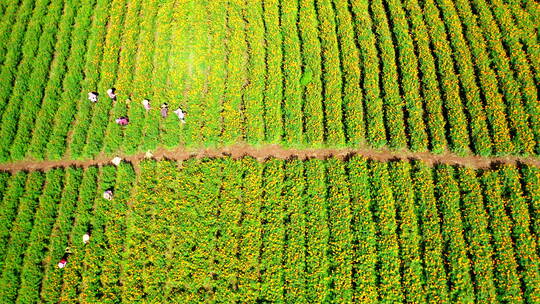 俯拍鸟瞰农民在地里采摘万寿菊