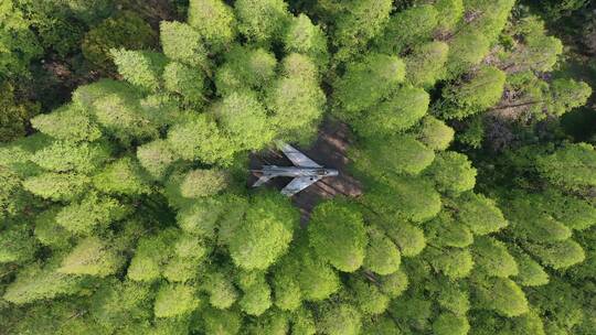 上海 崇明岛 汽车 旅拍 风景 树林视频素材模板下载