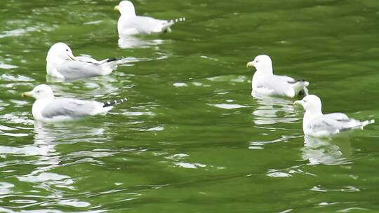 海面一群白色海鸥