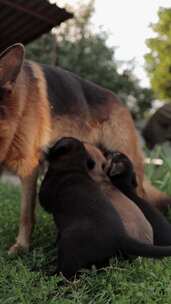 户外草地上的德国牧羊犬和幼犬