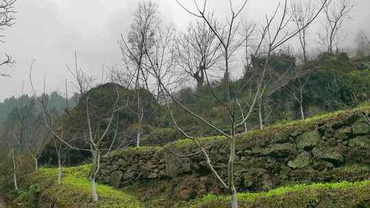 四川广元市朝天区山村梯田田园风光