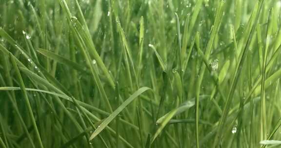 青草特写雨滴缓缓落在草地上。