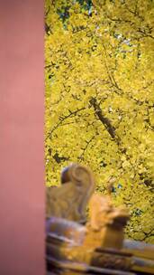 慢镜头拍摄故宫秋季的银杏树