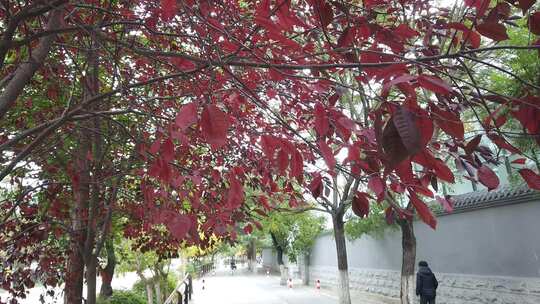 秋季道路红叶