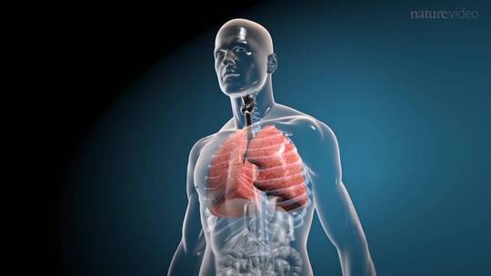 人体肺部视频素材模板下载