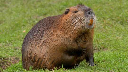 海狸鼠、食草动物、Coypu、啮齿动物