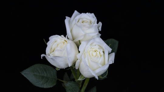 三朵白玫瑰在黑色背景上绽放的延时摄影