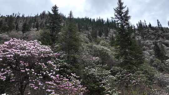 西藏高山杜鹃