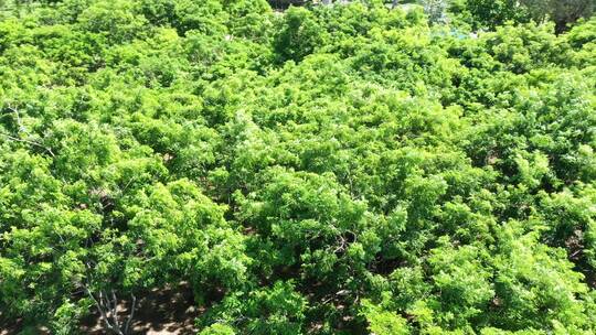 东方市自然瑰宝园黄花梨丛林低飞环绕