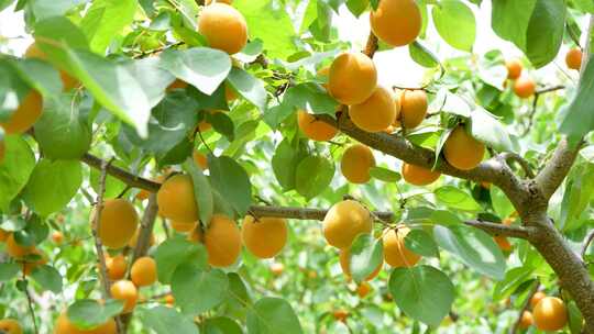 黄杏种植基地