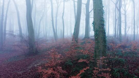 森林薄雾的自然景观 
