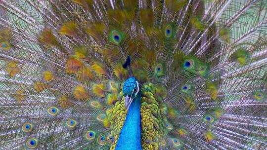 蓝孔雀开屏比美求偶多组镜头