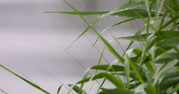 夏天下雨雨滴雨打芦苇叶子