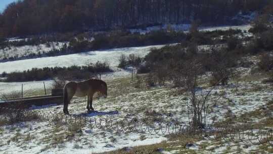 Przewalski马放牧与雪景