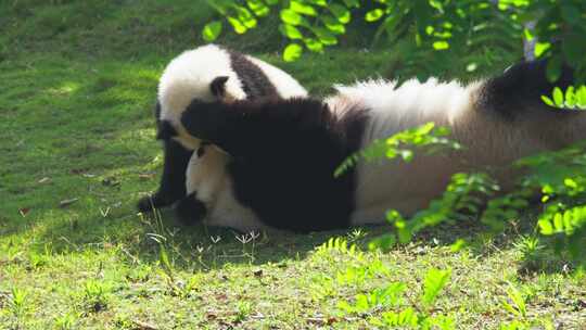 大熊猫妈妈和熊猫宝宝在一起玩耍