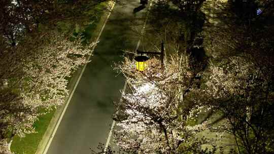 航拍鉴真路道路夜景樱花路灯