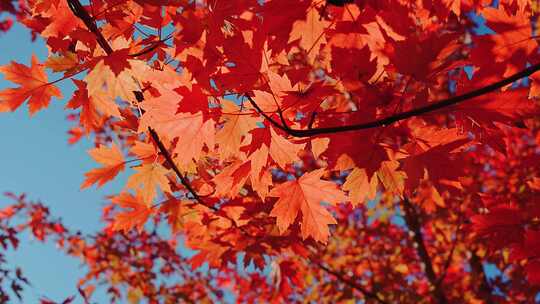 秋天红枫叶空镜