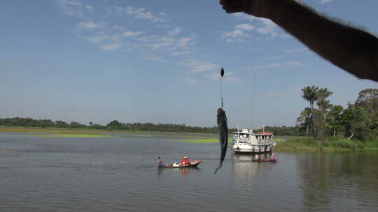 渔民钓上食人鱼的特写镜头