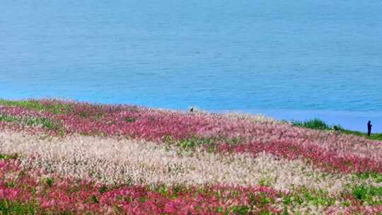 4k长沙湘江江岸芦苇荻花航拍