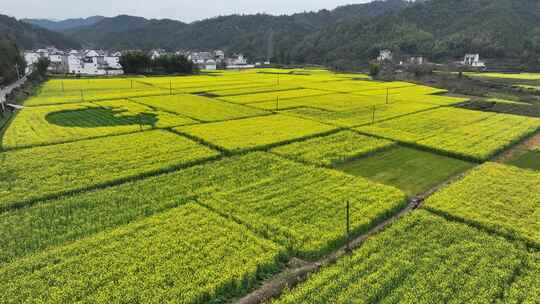 航拍油菜花田