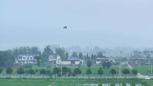 航拍农村白鹭觅食树林鸟类栖息地湿地农田