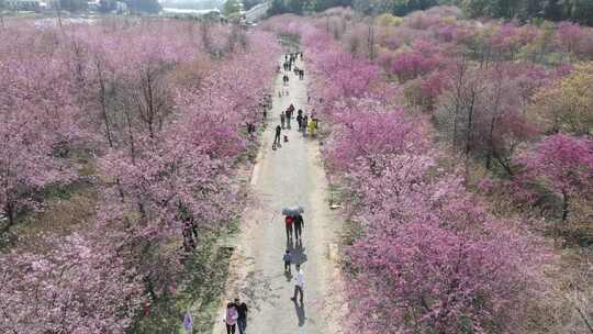 航拍长沙贝拉小镇樱花园开满樱花