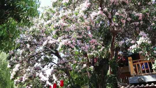 束河古镇楸树花开