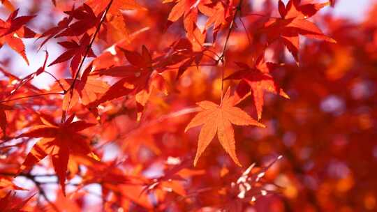 秋天风中红红火火的红枫