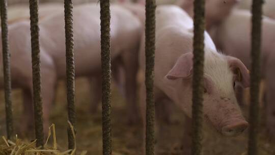 养殖场围栏里的猪