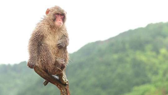 日本猴子在雨中