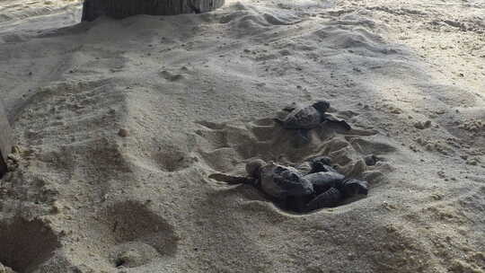 新生的绿海龟在沙滩上爬行到海洋视频素材模板下载