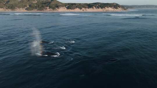 一大群座头鲸突破莫桑比克水面的航拍照片