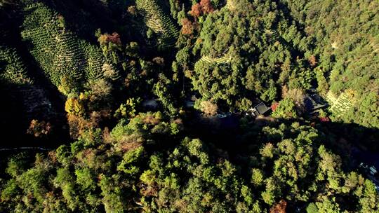 杭州龙井村