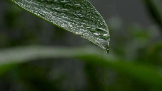 雨水从叶子上滴下来