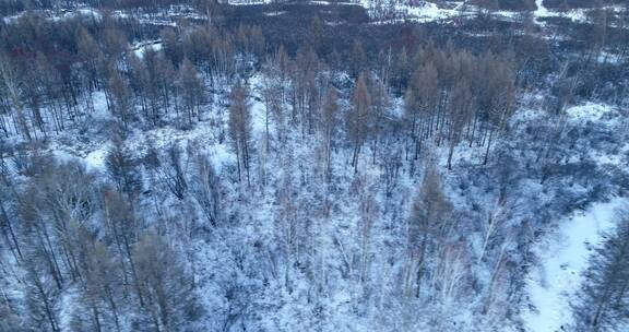 航拍大兴安岭冻土地带森林湿地雪景