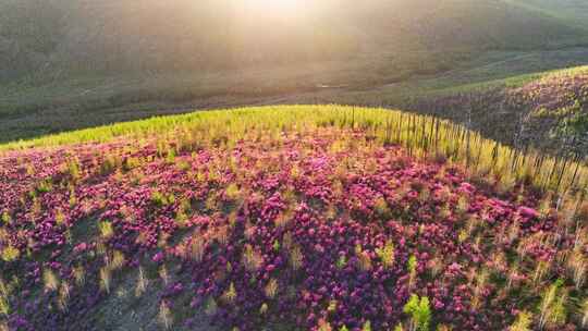 航拍大兴安岭春季山林杜鹃花海