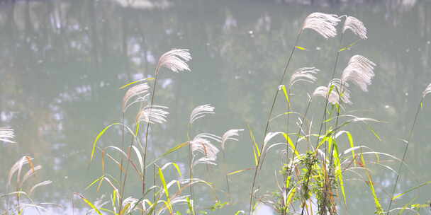 芦苇山野户外森林