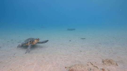 海龟，海洋，海洋生物，水下