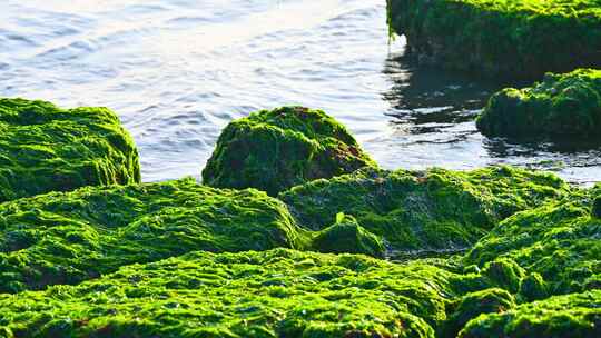 湛江海边退潮后的礁石海浪与绿色海草苔藓