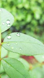 雨天叶子上的露水微距水滴4k超清