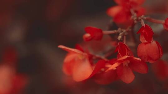 红色有花瓣的花视频素材模板下载