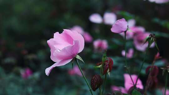 粉红色月季花 红色月季花 1974